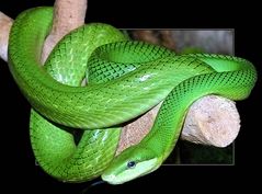 Eine grüne Schlange 2
