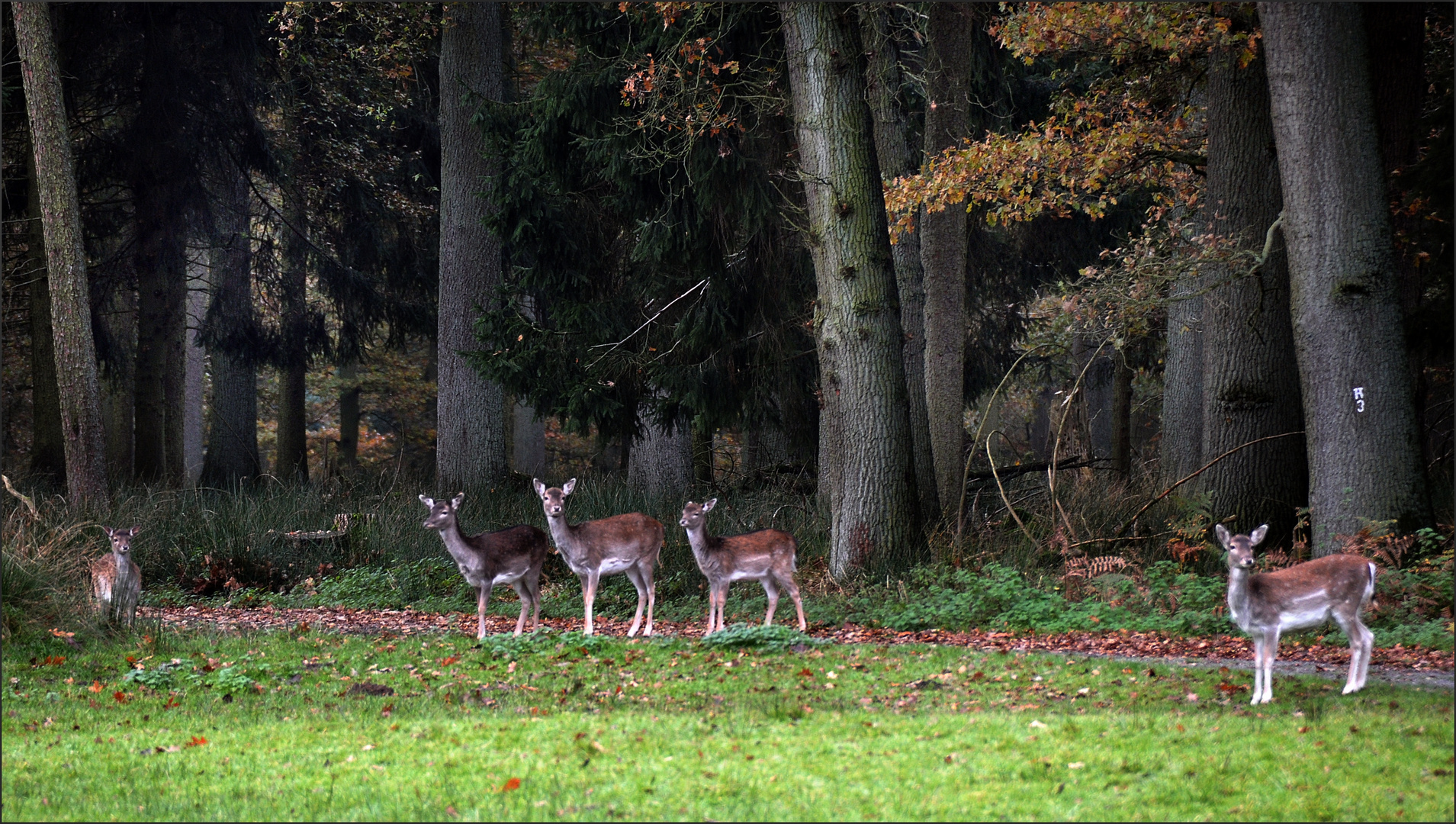 eine Gruppe Damwild