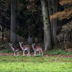 eine Gruppe Damwild