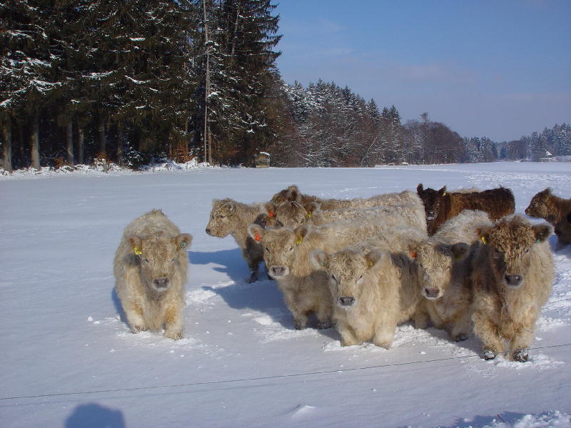 Eine Gruppe Galloways im Schnee