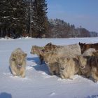 Eine Gruppe Galloways im Schnee