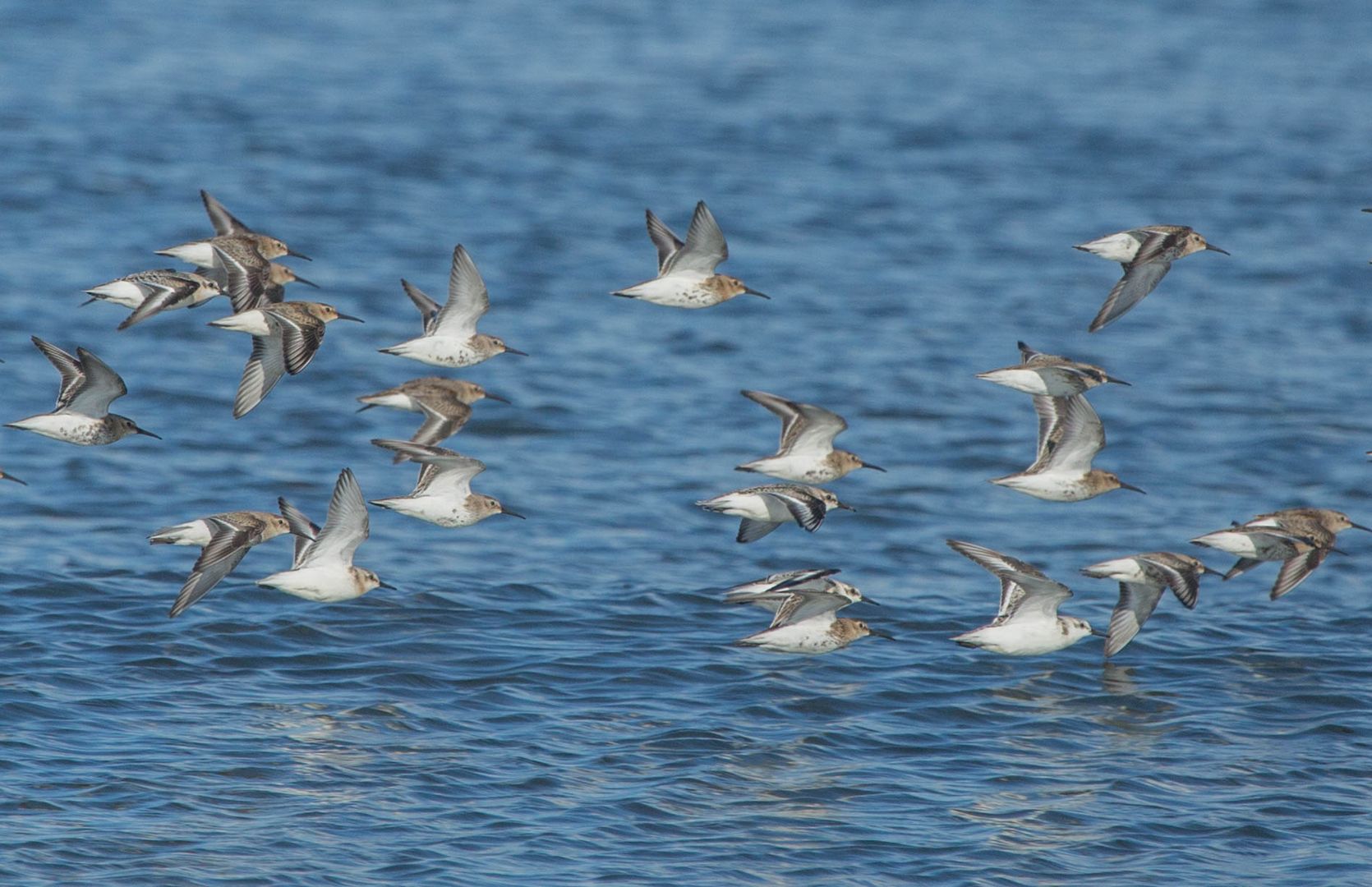 Eine Gruppe kleiner Strandläufer im Vorbeiflug