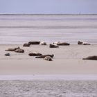 Eine Gruppe Robben