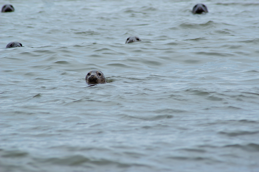 Eine Gruppe Seehunde