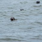 Eine Gruppe Seehunde
