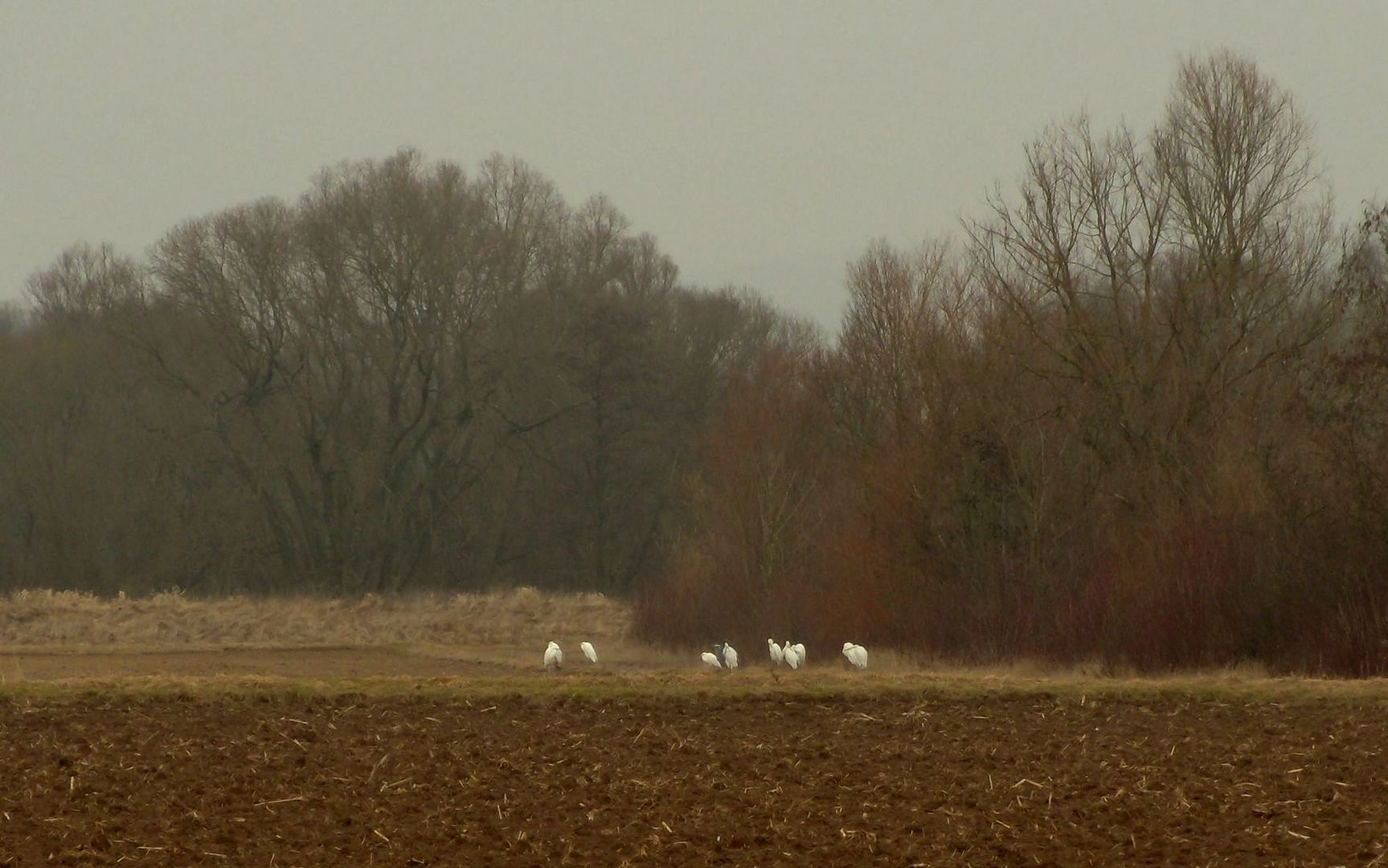 Eine Gruppe Silberreiher am Feldrand .