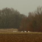 Eine Gruppe Silberreiher am Feldrand .