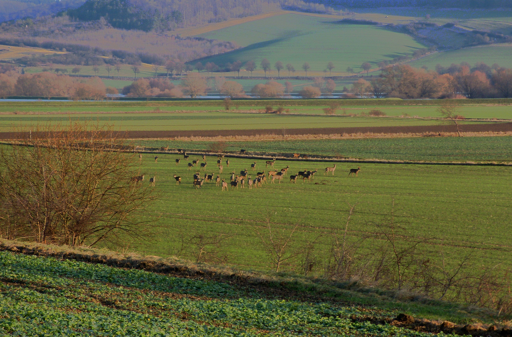 Eine Gruppe von Rehen im Leinepolder. (ca.40 Stück ) ( 1 )