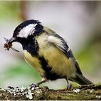 eine gute mahlzeit......