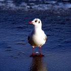 Eine gutgelaunte (?) Möwe auf dem Eis