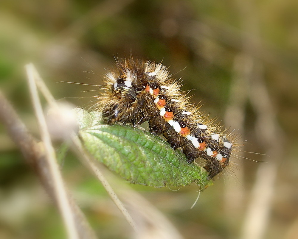 Eine haarige Angelegenheit - die Raupe der Ampfereule (Acronicta rumicis)