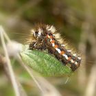 Eine haarige Angelegenheit - die Raupe der Ampfereule (Acronicta rumicis)