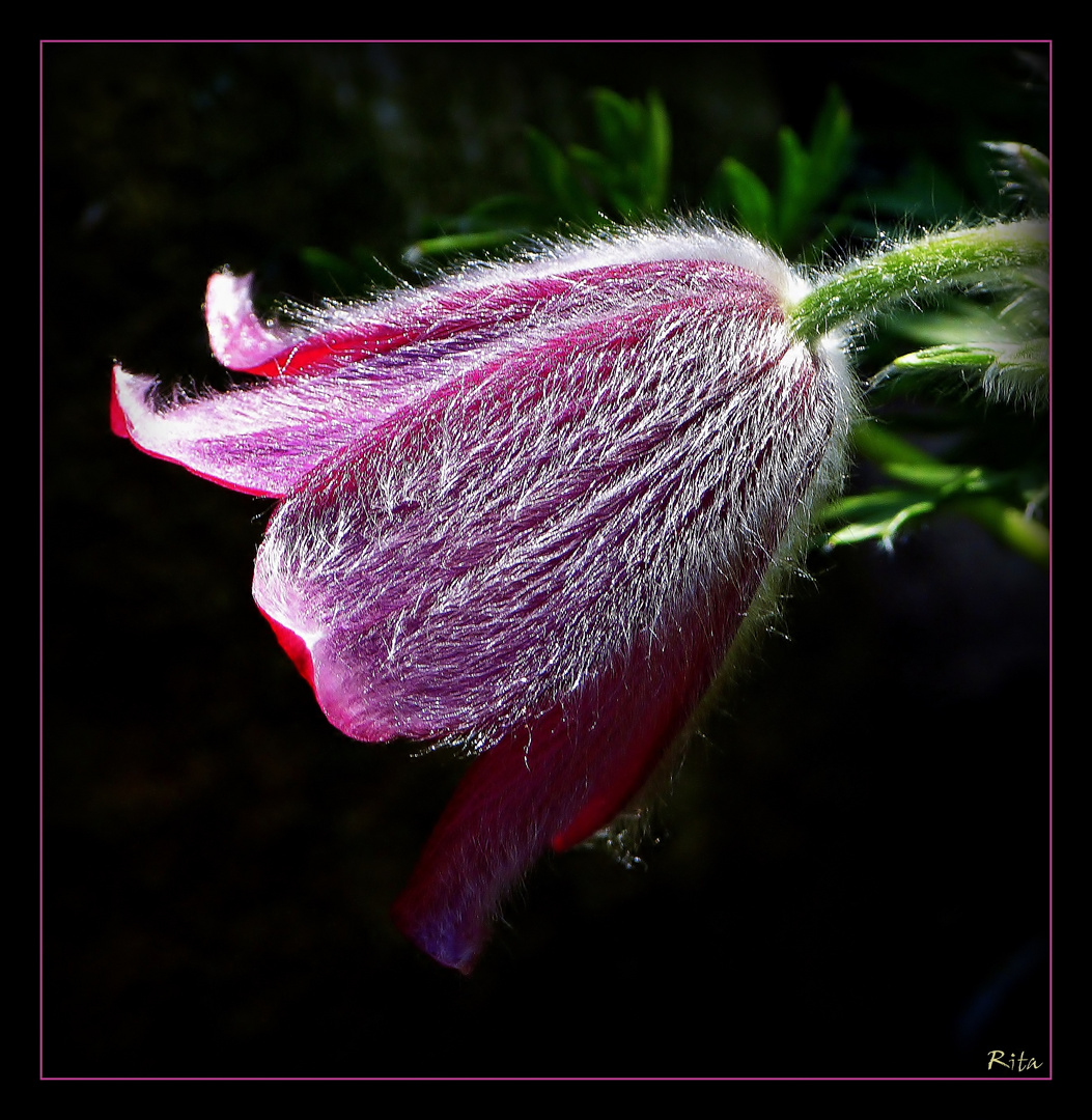 eine haarige Angelegenheit in meinem Garten...:-) (2)