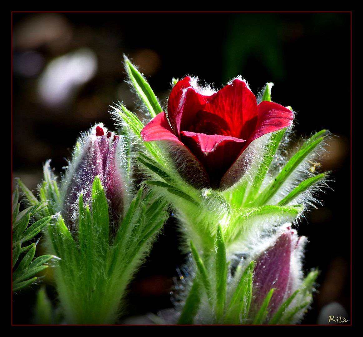 eine haarige Angelegenheit in meinem Garten...:-)