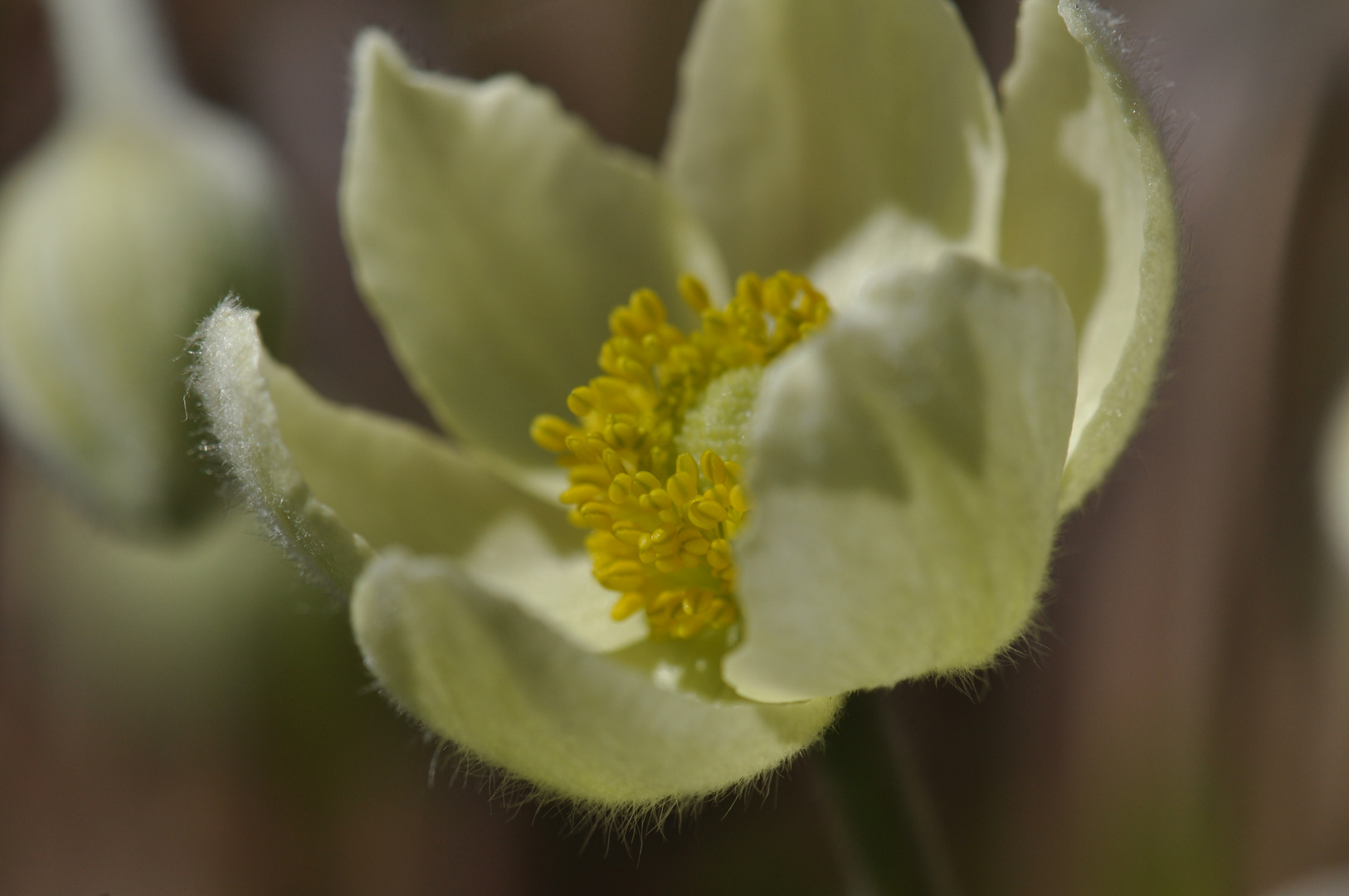 Eine haarige Blüte