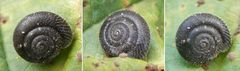 Eine haarige Mini-Schnecke - vielleicht die Gemeine Haarschnecke (Trochulus hispidus) ???