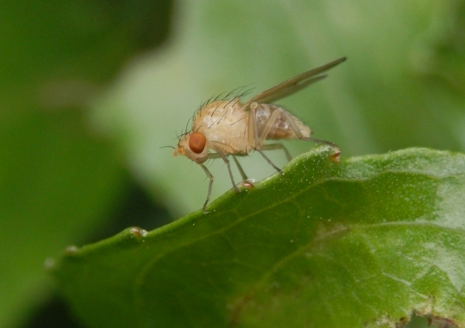 Eine haarige Minifliege am Gartenteich