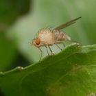 Eine haarige Minifliege am Gartenteich
