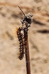 Eine haarige oder stachelige Raupe