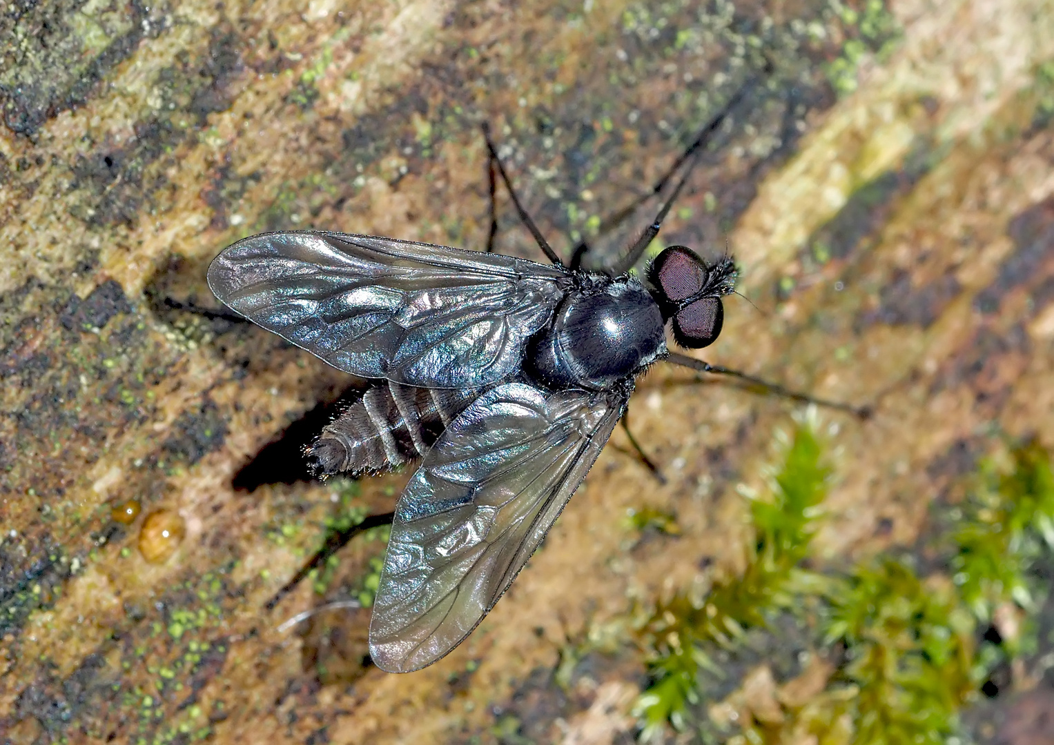 Eine Haarmücke auf einer Felswand im tiefen Wald. *