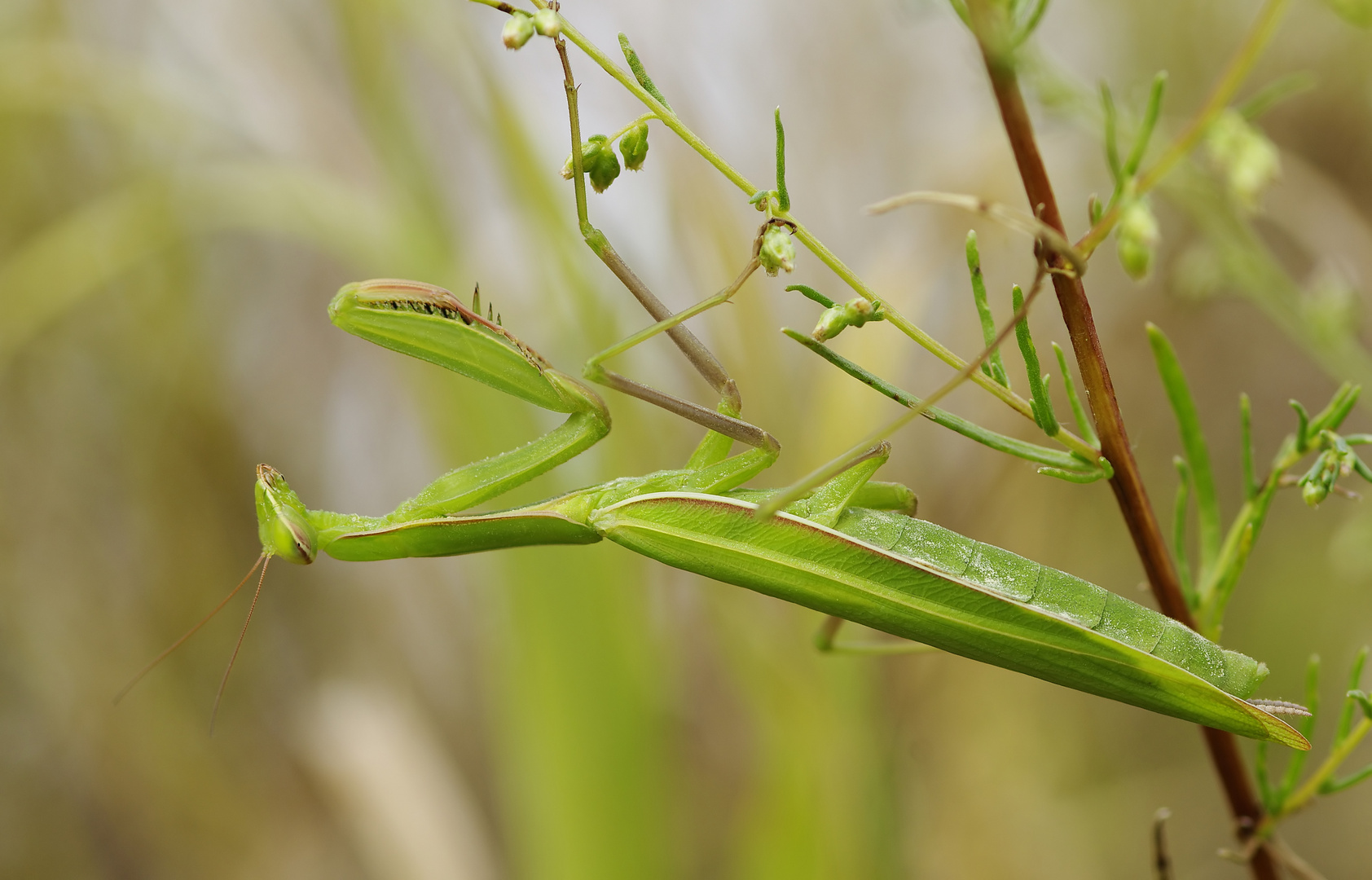 Eine hätt ich noch - Mantis religiosa