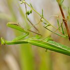 Eine hätt ich noch - Mantis religiosa