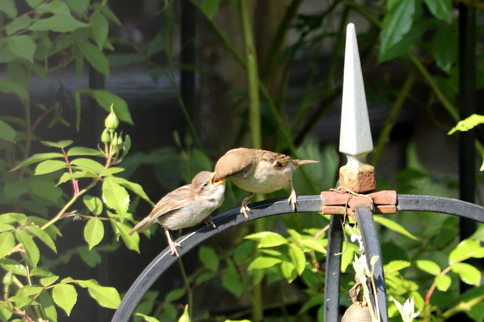 Eine häufige Szene momentan im Garten :-) 