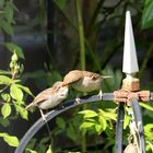 Eine häufige Szene momentan im Garten :-) 