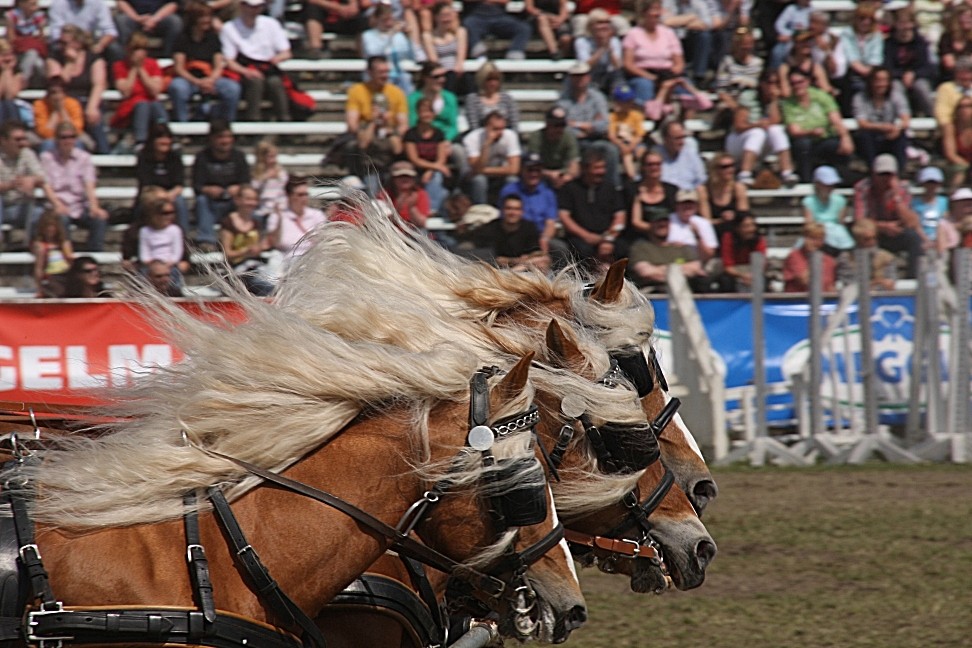 Eine Haflinger Quadriga...