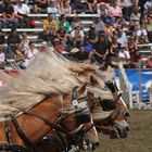 Eine Haflinger Quadriga...