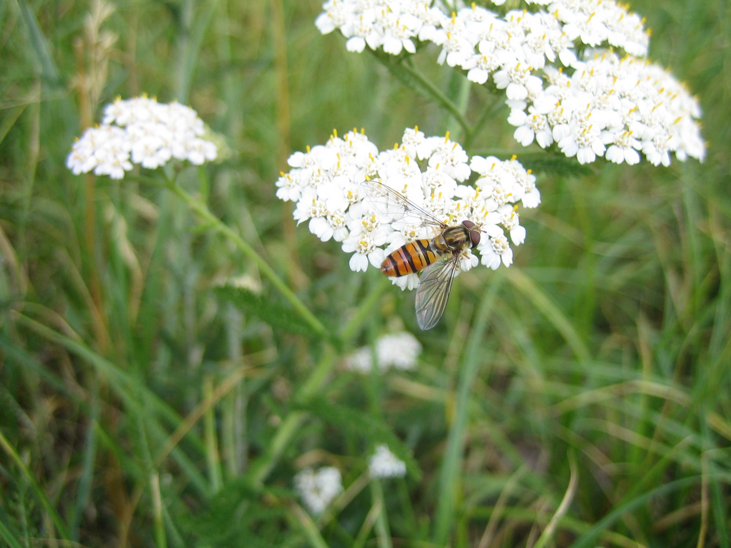 eine Hainschwebefliege auf einer Blüte