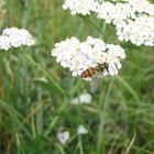 eine Hainschwebefliege auf einer Blüte