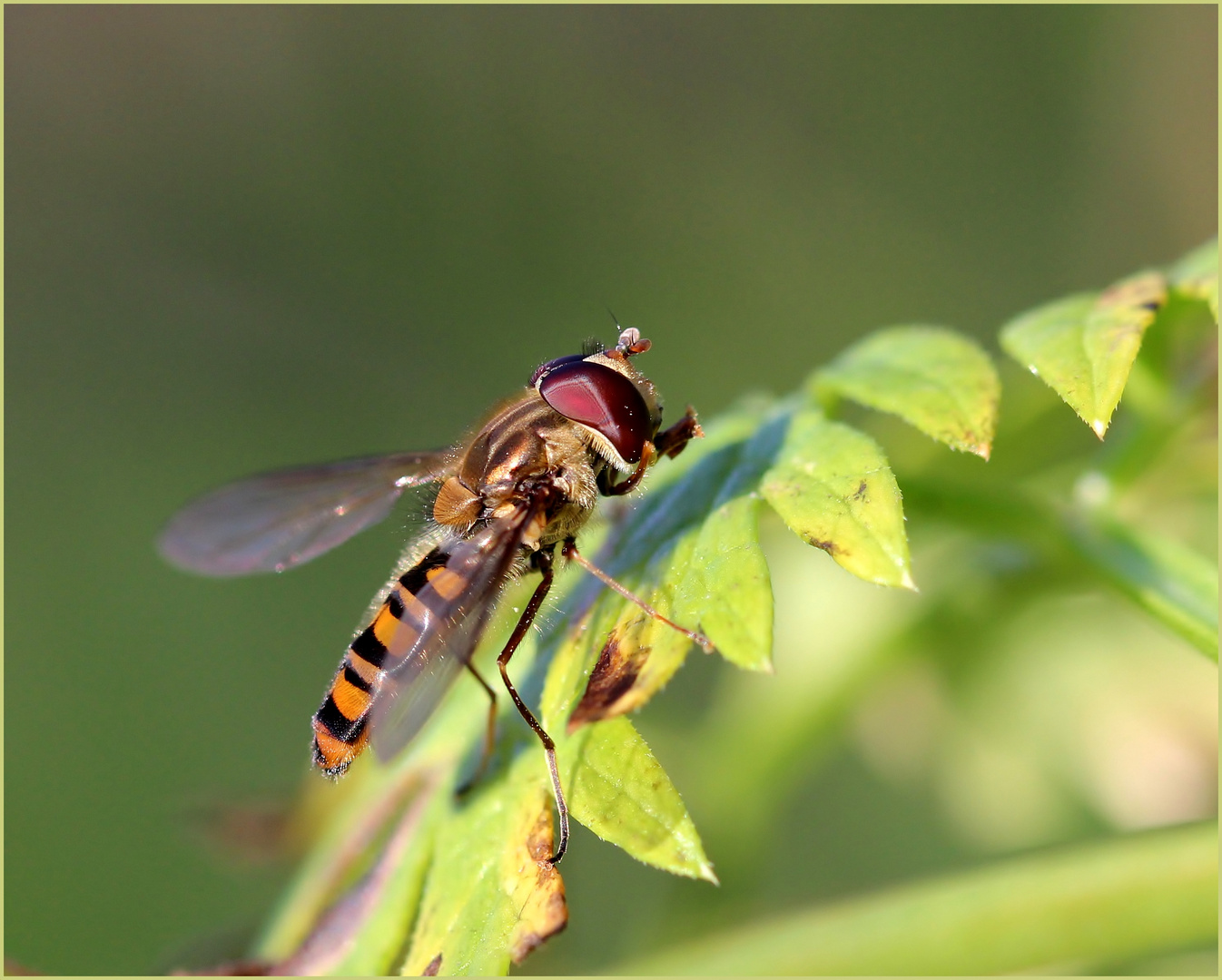 Eine Hainschwebfliege...