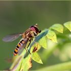 Eine Hainschwebfliege...