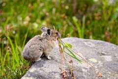 Eine Hamsterart sammelt für den Winter