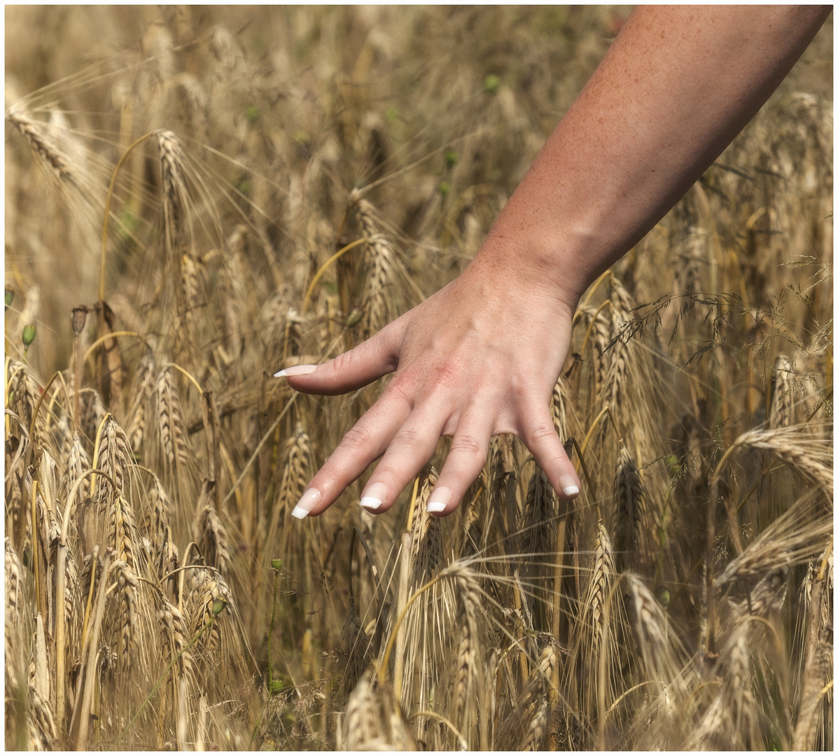 Eine Hand im Kornfeld