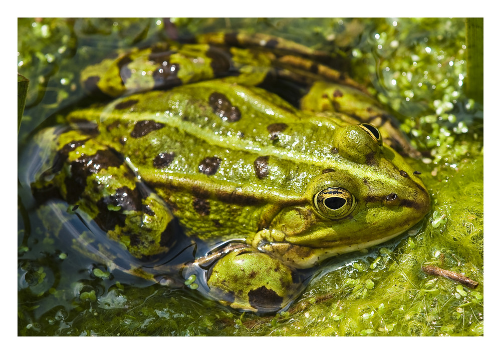 eine hand voll frosch