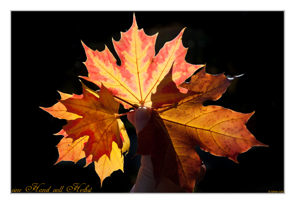 Eine Hand voll Herbst