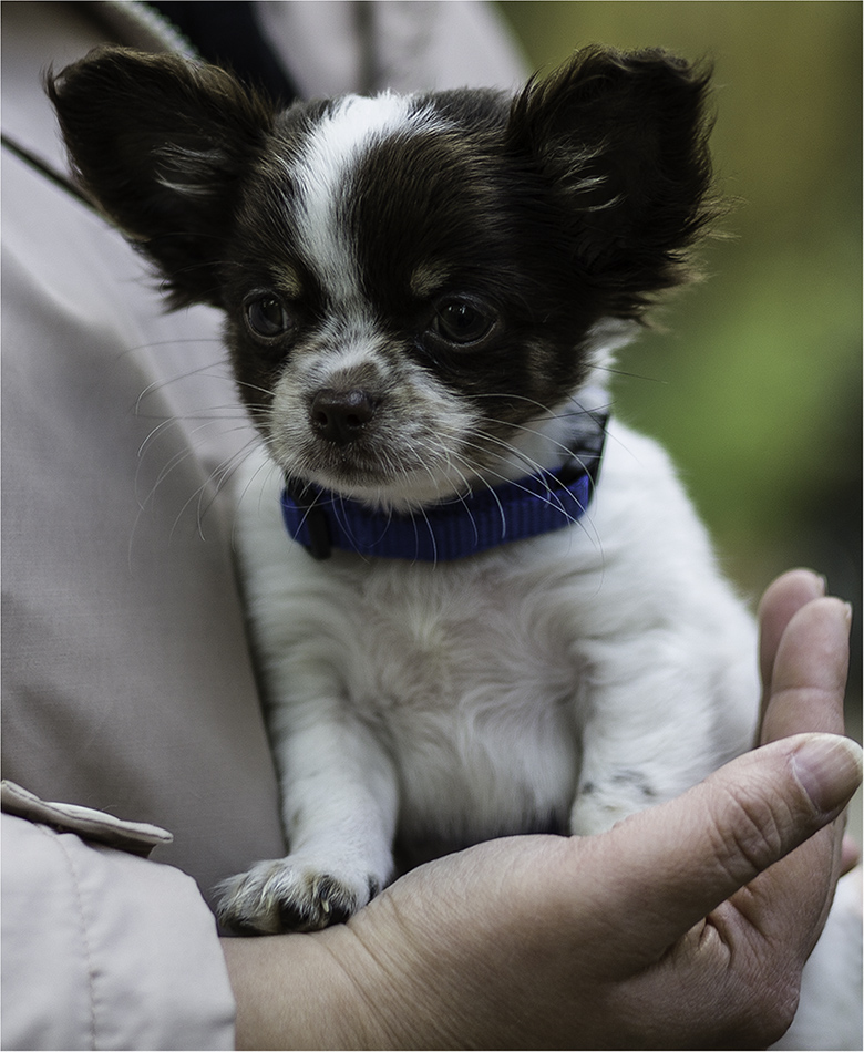 Eine Hand voll Hund