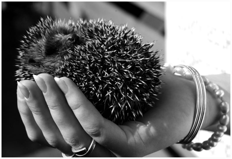 ..eine hand voll Igel