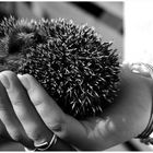 ..eine hand voll Igel