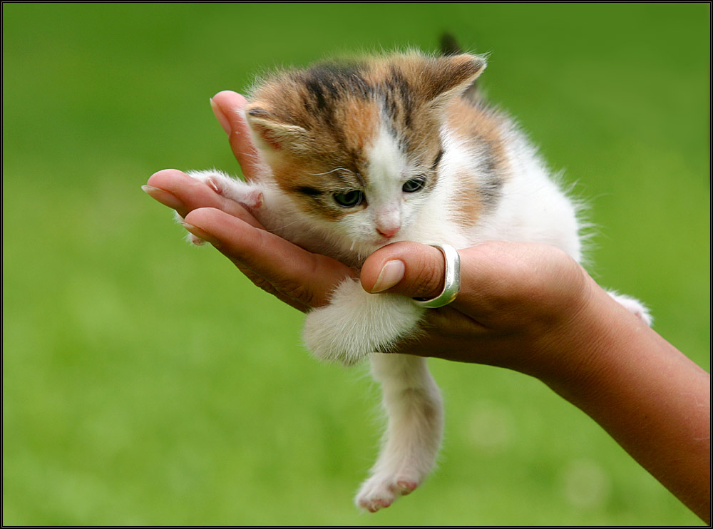 Eine Hand voll Katze :-)