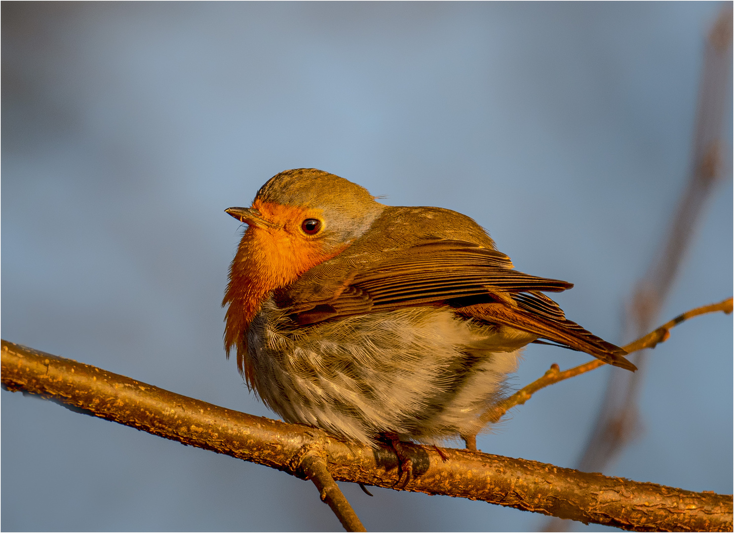 Eine Hand voll Robin