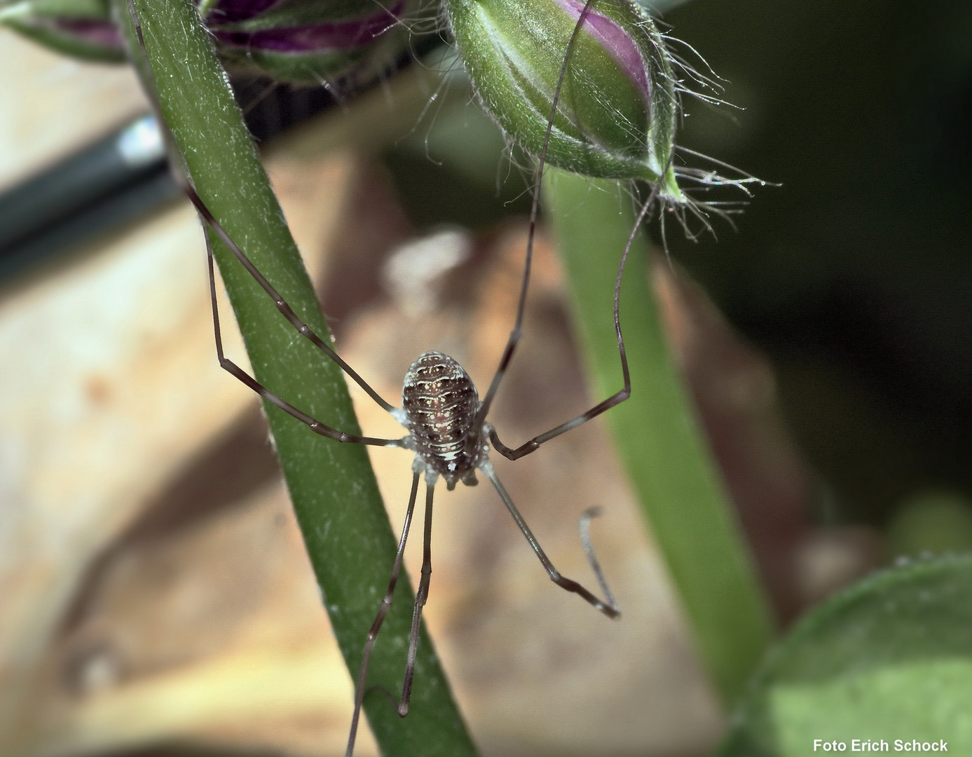 Eine handicapped Spinne