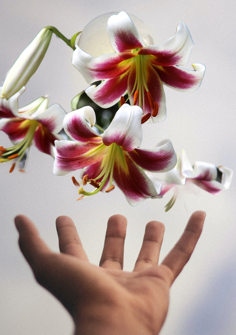 Eine Handvoll Blüten