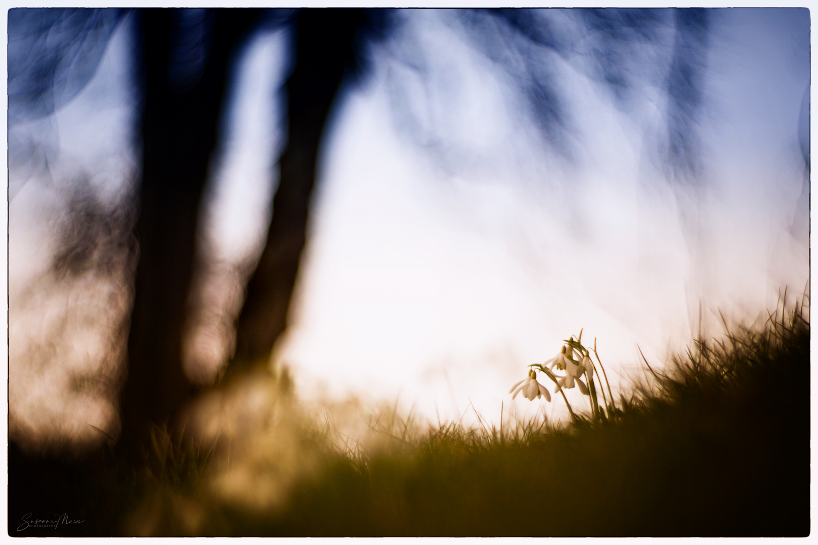 Eine Handvoll Frühling