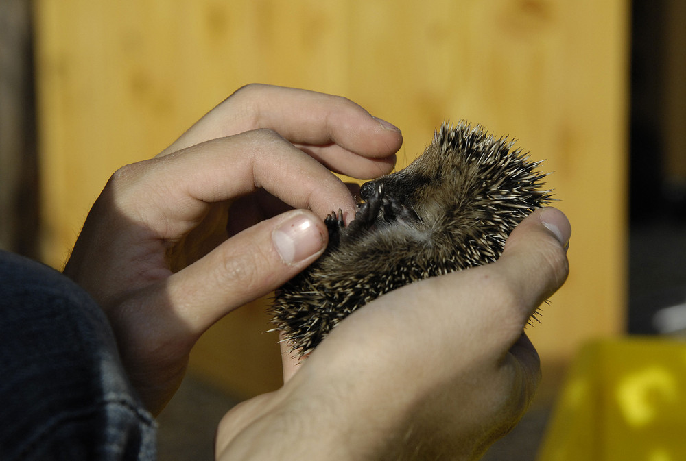 Eine Handvoll Igel