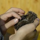 Eine Handvoll Igel