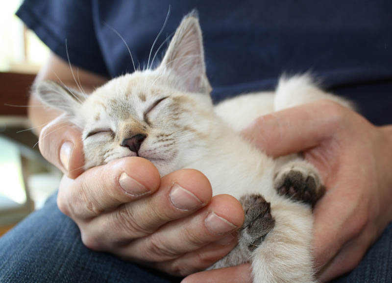 Eine handvoll Katerchen