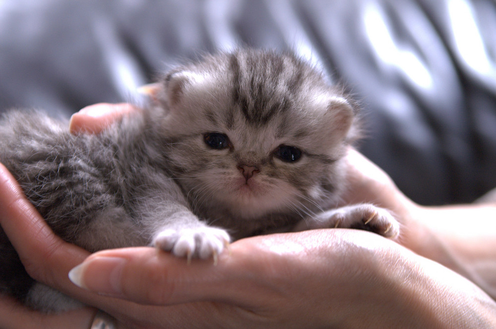 Eine Handvoll Katze